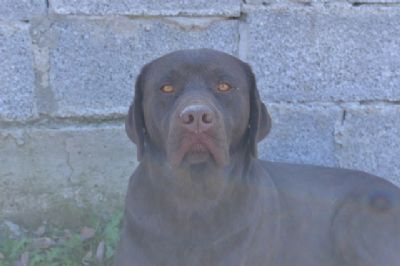 Labrador retriver